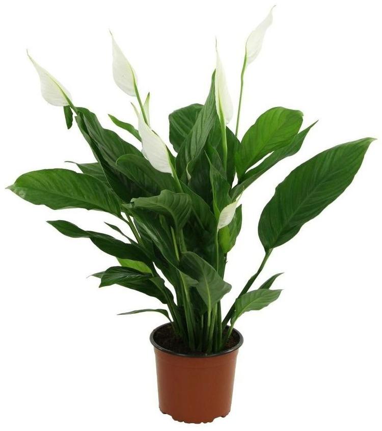 Спатифиллум