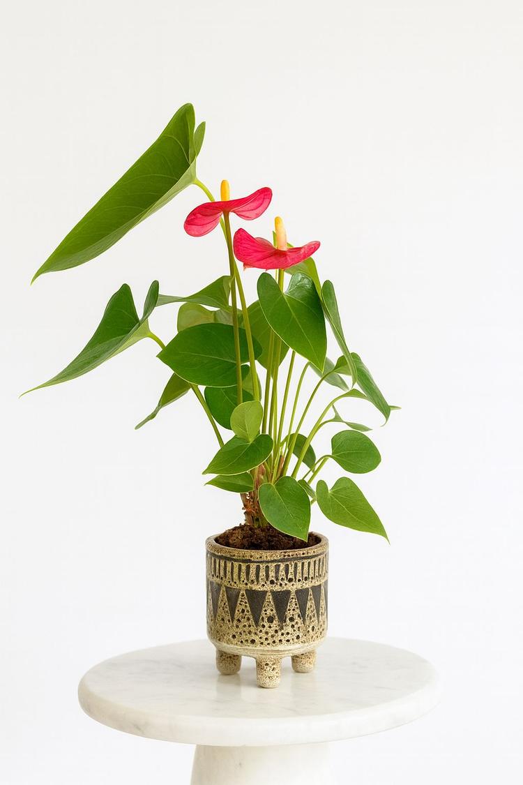 Антуриум, мужское счастье