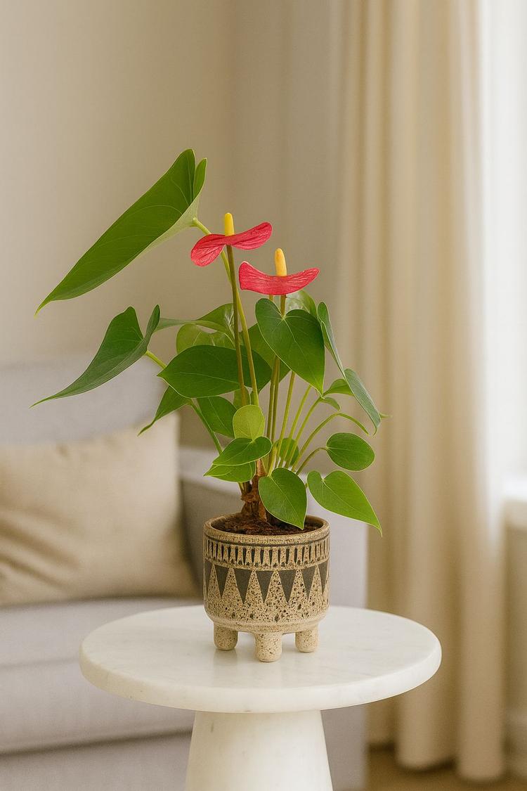 Антуриум, мужское счастье